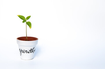 seedling in a white pot that says 