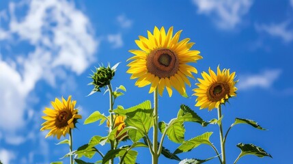 Sunflowers Blooming Under a Blue Sky