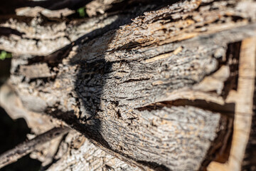 Background texture of old weathered bark