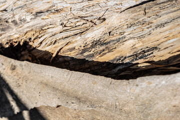 Background texture of old weathered bark