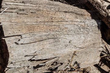 Background texture of old weathered bark