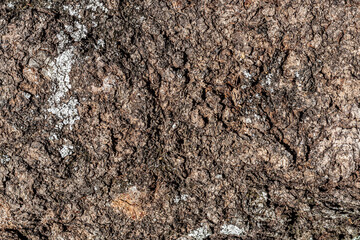 Background texture of old weathered bark