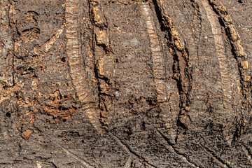 Background texture of old weathered bark