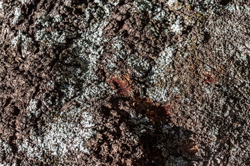 Background texture of old weathered bark