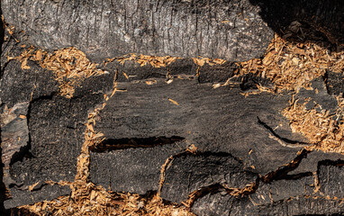 Background texture of old weathered bark