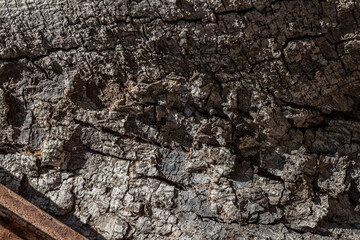 Background texture of old weathered bark