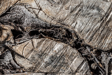 old weathered wood texture with cut cross-section of the log