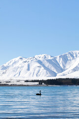 A black swan swims on Lake Tekapo in New Zealand in winter. A tranquil winter landscape 