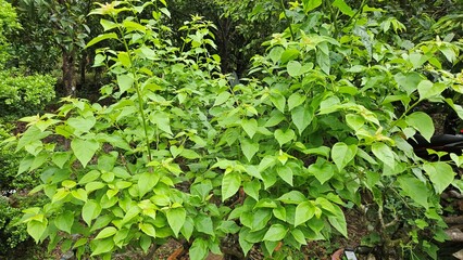  Close up of green leaves of lesser bougainvillea in the garden at Mekong Delta Vietnam.