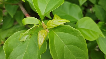  Close up of green leaves of lesser bougainvillea in the garden at Mekong Delta Vietnam.