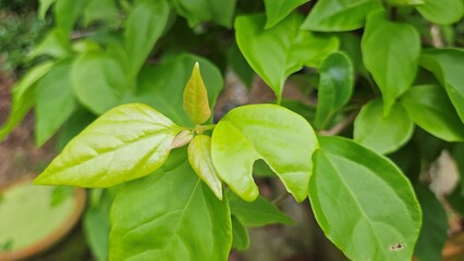  Close up of green leaves of lesser bougainvillea in the garden at Mekong Delta Vietnam.