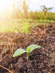 New plants emerge from the fertile soil