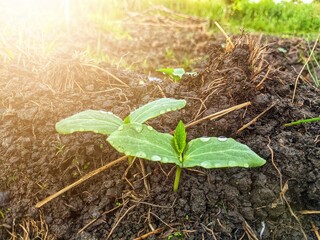 New plants emerge from the fertile soil