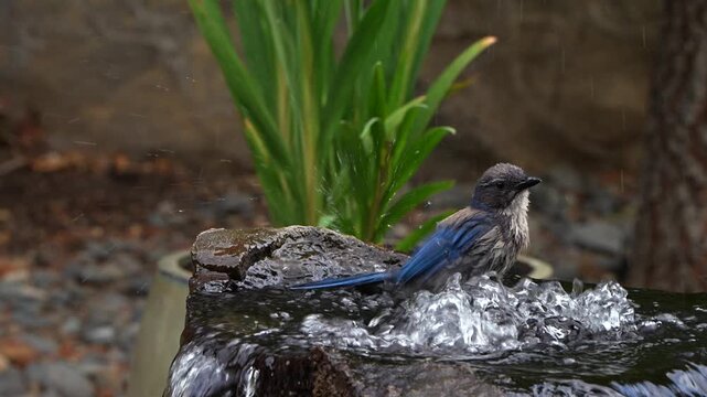 Slow motion of a scrub jay taking a bath in a fountain