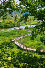 Fototapeta premium Boardwalk Through Lush Wetlands Aerial View