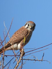 American Kestrel sitting on branch in Sonoran Desert, against blue sky.