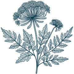 Aesthetic Beautiful Queen Anne’s Lace Flower and Leaves Graphic Silhouette Vector Files