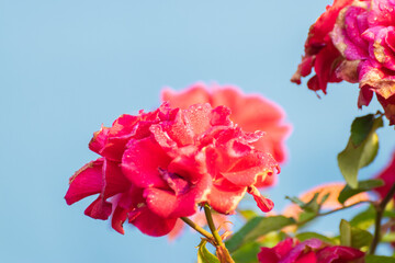Dew drops on the petals of pink rose, flower of the woody perennial flowering plant of the genus Rosa , Rosaceae. Early winter morning nature flower stock image, Kolkata, West Bengal, India.
