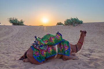 Sun rising at the horizon of Thar desert, Rajasthan, India. Dromedary, dromedary camel, Arabian...