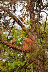 Fototapeta premium Couple of Rufous Hornero birds on the tree near the nest