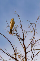 Bird on a tree branch with a blue sky in the background