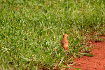 Little bird, Rufous Hornero walking on the grass