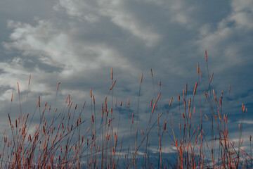 Fototapeta premium Peaceful nature evening scenery, autumn background. Summer sunset countryside evening spring