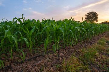 Cornfield in nature calm sunrise.