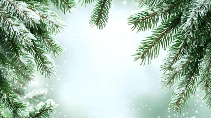 Obraz premium Web banner with coniferous branch