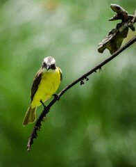 Aves Hermosa en El Salvador