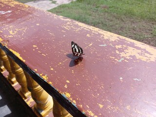 Neptis sappho, the Pallas' sailer or common glider,. butterfly close up on the corridor. photo taken in malaysia