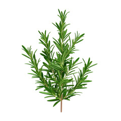 Fototapeta premium Fresh green rosemary herb isolated on white background