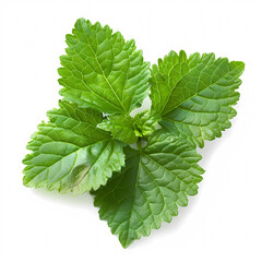 patchouli leaves isolated on white background