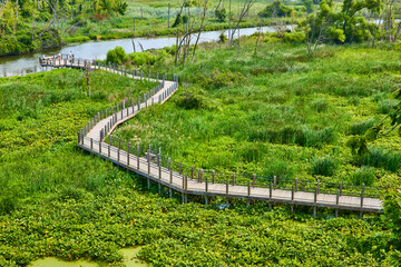 Aerial View of Boardwalk Winding Through Lush Wetland
