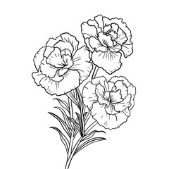Carnation Outline