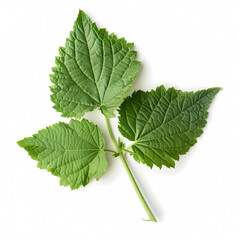 Fototapeta premium patchouli leaves isolated on white background