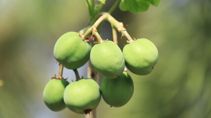 Castor fruit tree plant or Ricinus communis