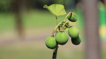 Castor fruit tree plant or Ricinus communis