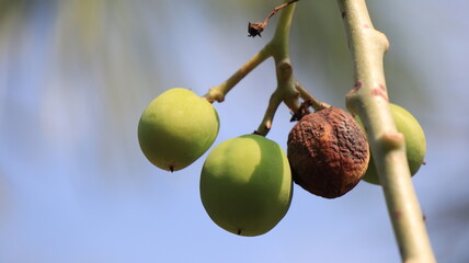dry castor fruit on the tree