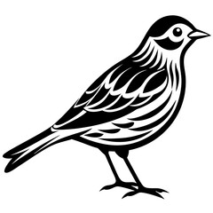 Fototapeta premium Pipit bird black silhouettes on white background
