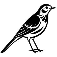 Pipit bird black silhouettes on white background