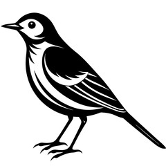 Pipit bird black silhouettes on white background