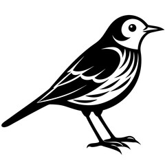 Pipit bird black silhouettes on white background