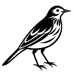 Pipit bird black silhouettes on white background
