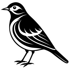Pipit bird black silhouettes on white background