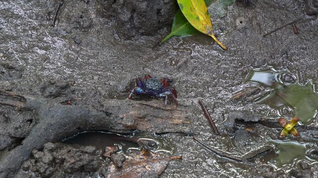 A face-banded crab moving on the mudflats, foraging for the food in muddy floor of mangrove wetlands during the low tide period, close up shot.