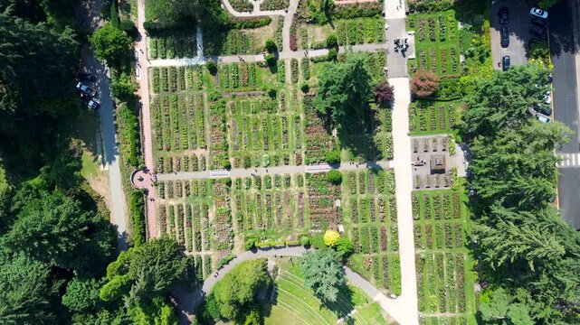 Drone aerial landscape view of rows of coloured rose flower plants in garden beds of Portland Oregon Rose Gardens USA America nature park trees botanical environment
