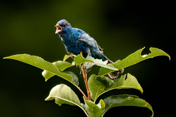An Indigo Bunting sits atop a branch and calls out a birdsong at Audubon Caratunk Wildlife Refuge...