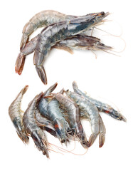 shrimps on a white background 