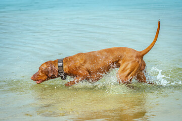 Unser Vizsla hat sehr viel Spaß beim rennen durch das Wasser.